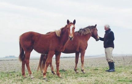 Chapter II Horses & Rodeos